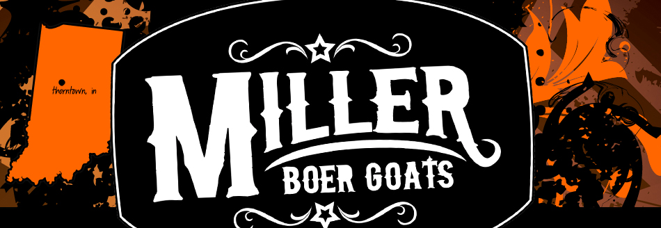 Miller Boer Goats